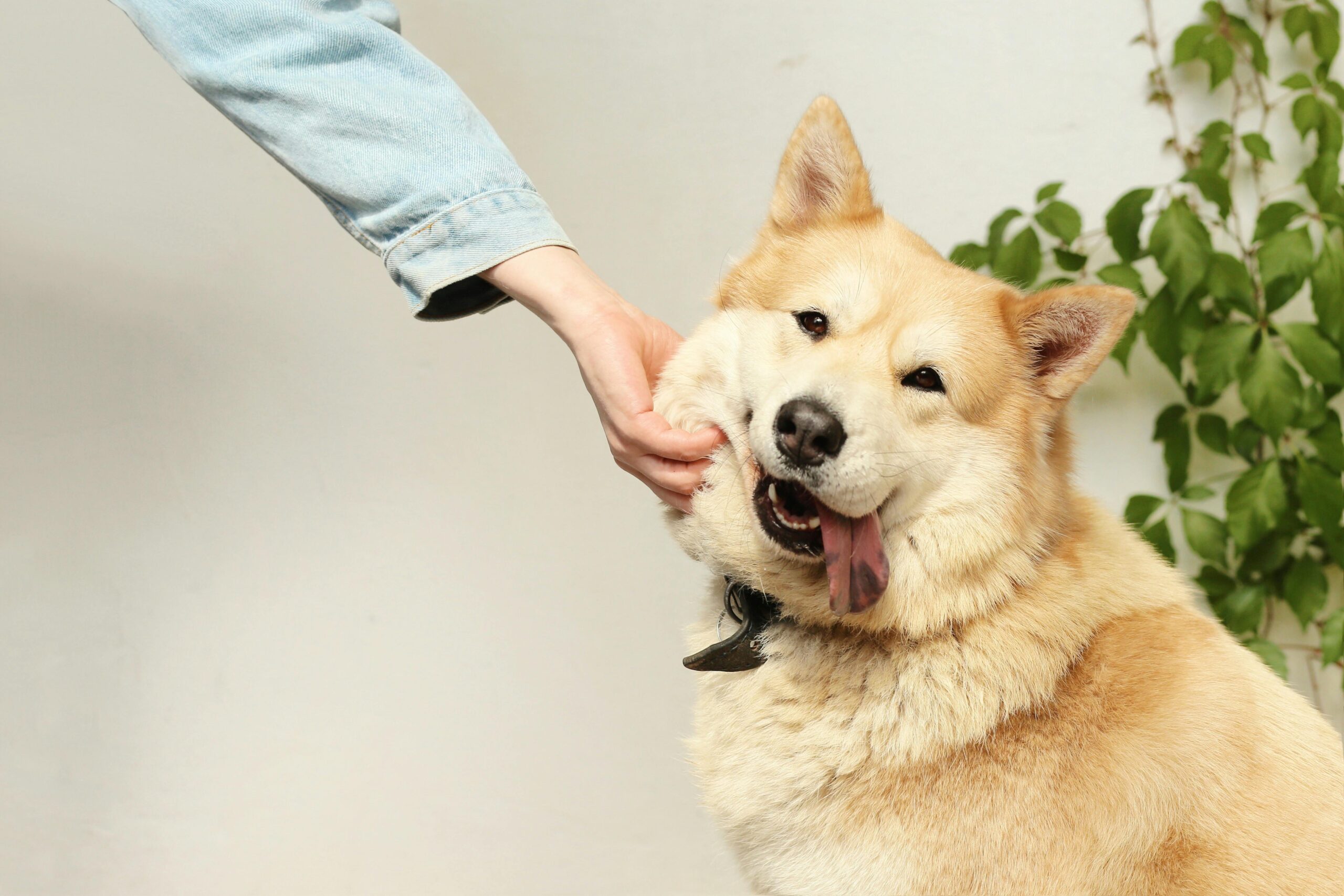 dog sitter wouf go